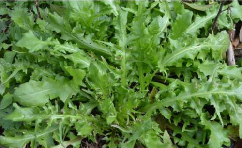 優(yōu)質(zhì)野菜種子濟南批發(fā)，大葉薺菜種子菱角菜種子