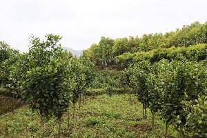 楓香，木荷杜英，香樟，杉木，造林小苗