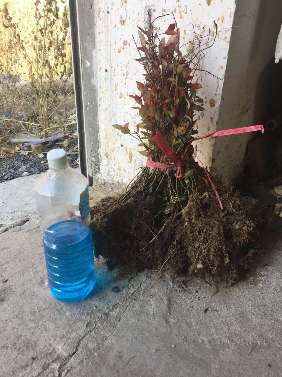 吉林_五味子苗價格，藥材苗北五味子苗基地直銷