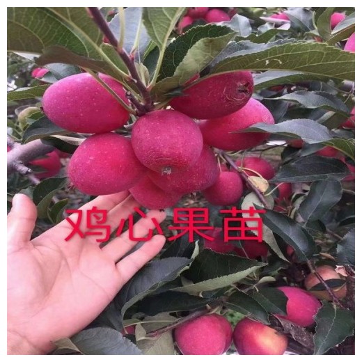 吉林雞心果苗_雞心果樹苗價格批發